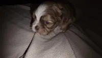 #4 Teacup Imperial Shih-zhu Liver Female, a female Shih Tzu for sale in Oneonta, AL – 7 of 10