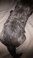 #2 Teacup Imperial Shih-zhu Male, a male Shih Tzu for sale in Oneonta, AL – 3 of 8