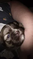 #5 Teacup Imperial Shih-zhu Liver male, a male Shih Tzu for sale in Oneonta, AL – 1 of 8