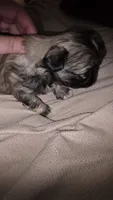 #1 Teacup Imerial Shih-zhu boy, a male Shih Tzu for sale in Oneonta, AL – 6 of 8