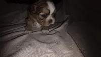 #4 Teacup Imperial Shih-zhu Liver Female, a female Shih Tzu for sale in Oneonta, AL – 5 of 10