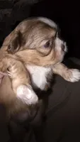 #4 Teacup Imperial Shih-zhu Liver Female, a female Shih Tzu for sale in Oneonta, AL – 2 of 10