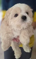 Creme Imperial Teacup Shih-zhu Boy, a male Shih Tzu for sale in Oneonta, AL – 4 of 9