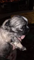 #1 Teacup Imerial Shih-zhu boy, a male Shih Tzu for sale in Oneonta, AL – 5 of 8