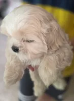 Creme Imperial Teacup Shih-zhu Boy, a male Shih Tzu for sale in Oneonta, AL – 5 of 9