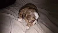 #4 Teacup Imperial Shih-zhu Liver Female, a female Shih Tzu for sale in Oneonta, AL – 6 of 10