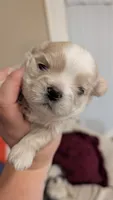 Creme Imperial Teacup Shih-zhu Boy, a male Shih Tzu for sale in Oneonta, AL – 9 of 9