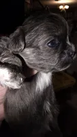 #2 Teacup Imperial Shih-zhu Male, a male Shih Tzu for sale in Oneonta, AL – 5 of 8