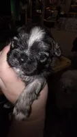 #1 Teacup Imerial Shih-zhu boy, a male Shih Tzu for sale in Oneonta, AL – 2 of 8