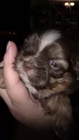 #3 Teacup Imperial Liver Shih-zhu female, a female Shih Tzu for sale in Oneonta, AL – 2 of 10