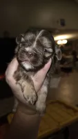 #5 Teacup Imperial Shih-zhu Liver male, a male Shih Tzu for sale in Oneonta, AL – 5 of 8