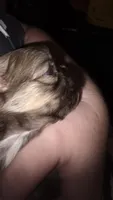 #5 Teacup Imperial Shih-zhu Liver male, a male Shih Tzu for sale in Oneonta, AL – 4 of 8