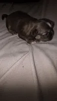 #3 Teacup Imperial Liver Shih-zhu female, a female Shih Tzu for sale in Oneonta, AL – 9 of 10