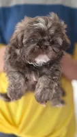Liver Imperial Teacup Shih-zhu Girl , a female Shih Tzu for sale in Oneonta, AL – 5 of 10