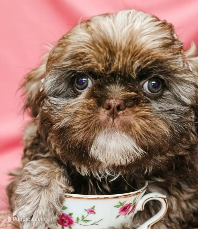 Liver Imperial Teacup Shih-zhu Girl  – Shih Tzu puppy for sale in Oneonta, AL