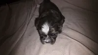 #2 Teacup Imperial Shih-zhu Male, a male Shih Tzu for sale in Oneonta, AL – 6 of 8