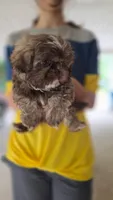 Liver Imperial Teacup Shih-zhu Girl , a female Shih Tzu for sale in Oneonta, AL – 8 of 10