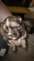 #5 Teacup Imperial Shih-zhu Liver male, a male Shih Tzu for sale in Oneonta, AL – 2 of 8