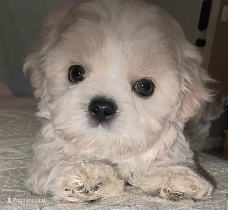 Creme Imperial Teacup Shih-zhu Boy – Shih Tzu puppy for sale in Oneonta, AL