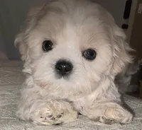 Creme Imperial Teacup Shih-zhu Boy, a male Shih Tzu for sale in Oneonta, AL – 1 of 9