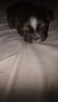 #3 Teacup Imperial Liver Shih-zhu female, a female Shih Tzu for sale in Oneonta, AL – 10 of 10