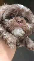Liver Imperial Teacup Shih-zhu Girl , a female Shih Tzu for sale in Oneonta, AL – 6 of 10
