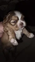 #4 Teacup Imperial Shih-zhu Liver Female, a female Shih Tzu for sale in Oneonta, AL – 4 of 10