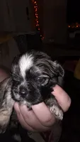 #1 Teacup Imerial Shih-zhu boy, a male Shih Tzu for sale in Oneonta, AL – 4 of 8