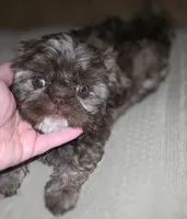 Liver Imperial Teacup Shih-zhu Girl , a female Shih Tzu for sale in Oneonta, AL – 2 of 10