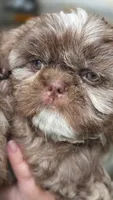 Liver Imperial Teacup Shih-zhu Girl , a female Shih Tzu for sale in Oneonta, AL – 1 of 10