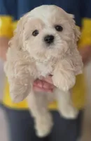 Creme Imperial Teacup Shih-zhu Boy, a male Shih Tzu for sale in Oneonta, AL – 3 of 9