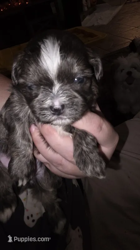 #2 Teacup Imperial Shih-zhu Male – Shih Tzu puppy for sale in Oneonta, AL
