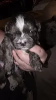 #2 Teacup Imperial Shih-zhu Male, a male Shih Tzu for sale in Oneonta, AL – 1 of 8