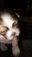 #4 Teacup Imperial Shih-zhu Liver Female, a female Shih Tzu for sale in Oneonta, AL – 9 of 10