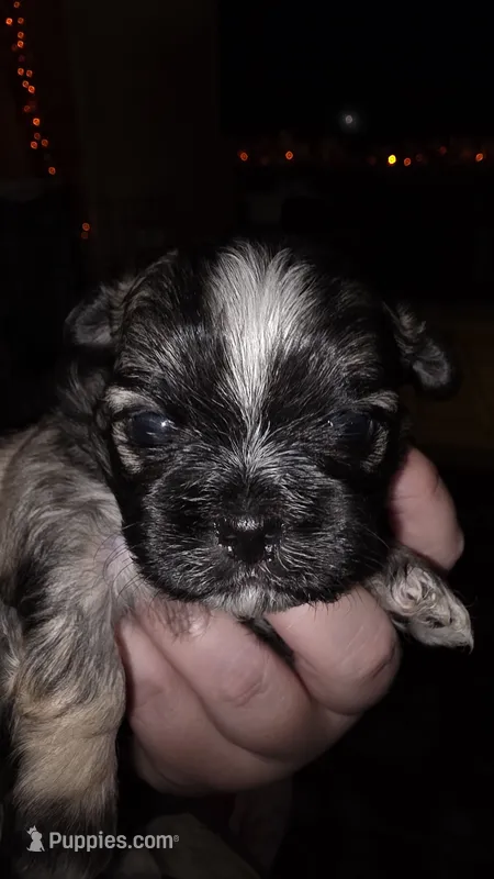 #1 Teacup Imerial Shih-zhu boy – Shih Tzu puppy for sale in Oneonta, AL