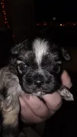 #1 Teacup Imerial Shih-zhu boy, a male Shih Tzu for sale in Oneonta, AL – 1 of 8