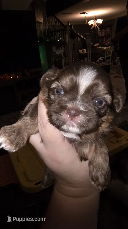 #3 Teacup Imperial Liver Shih-zhu female – Shih Tzu puppy for sale in Oneonta, AL