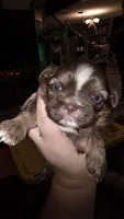#3 Teacup Imperial Liver Shih-zhu female, a female Shih Tzu for sale in Oneonta, AL – 1 of 10