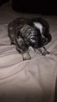 #1 Teacup Imerial Shih-zhu boy, a male Shih Tzu for sale in Oneonta, AL – 7 of 8