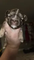 #5 Teacup Imperial Shih-zhu Liver male, a male Shih Tzu for sale in Oneonta, AL – 8 of 8