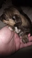 #3 Teacup Imperial Liver Shih-zhu female, a female Shih Tzu for sale in Oneonta, AL – 7 of 10