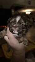 #3 Teacup Imperial Liver Shih-zhu female, a female Shih Tzu for sale in Oneonta, AL – 4 of 10
