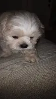 Creme Imperial Teacup Shih-zhu Boy, a male Shih Tzu for sale in Oneonta, AL – 7 of 9