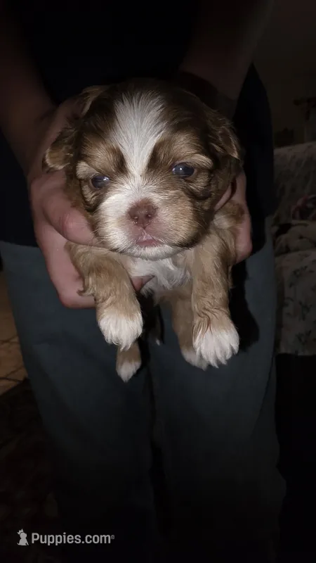 #4 Teacup Imperial Shih-zhu Liver Female – Shih Tzu puppy for sale in Oneonta, AL