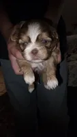 #4 Teacup Imperial Shih-zhu Liver Female, a female Shih Tzu for sale in Oneonta, AL – 1 of 10