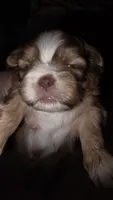 #4 Teacup Imperial Shih-zhu Liver Female, a female Shih Tzu for sale in Oneonta, AL – 3 of 10