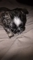 #1 Teacup Imerial Shih-zhu boy, a male Shih Tzu for sale in Oneonta, AL – 8 of 8
