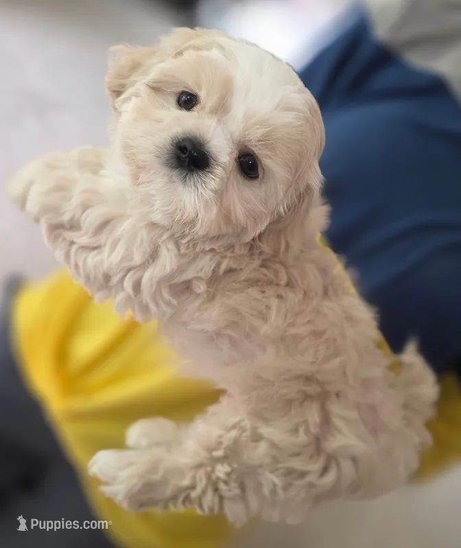 Creme Imperial Teacup Shih-zhu Boy – Shih Tzu puppy for sale in Oneonta, AL