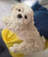 Creme Imperial Teacup Shih-zhu Boy, a male Shih Tzu for sale in Oneonta, AL – 2 of 9