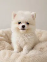 Mochi, a female Pomeranian for sale in Pipe Creek, TX – 2 of 2
